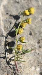 Artemisia chamaemelifolia