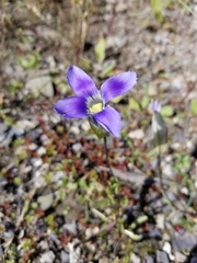 Gentianopsis detonsa raupii