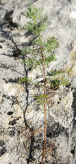 Artemisia chamaemelifolia