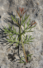 Artemisia chamaemelifolia