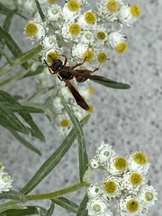 Polistes fuscatus