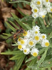 Polistes fuscatus