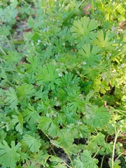 Geranium pusillum