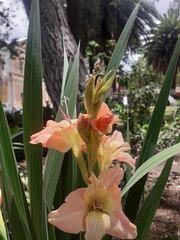 Liliopsida