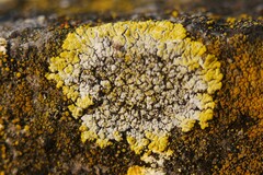 Candelariella medians