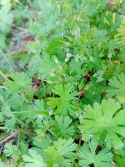 Geranium pusillum
