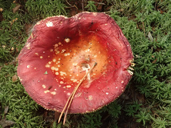 Russula velenovskyi