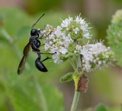 Sphecini