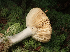 Russula velenovskyi