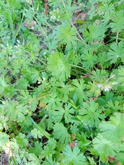 Geranium pusillum