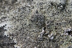 Protoparmeliopsis muralis