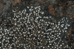 Rhizocarpon geminatum