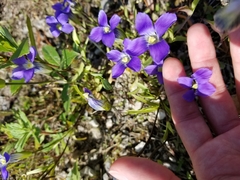 Gentianopsis detonsa raupii