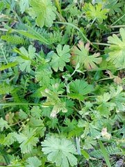 Geranium pusillum