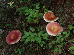 Russula velenovskyi