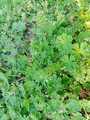 Geranium pusillum