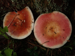 Russula velenovskyi