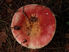 Russula velenovskyi
