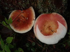 Russula velenovskyi