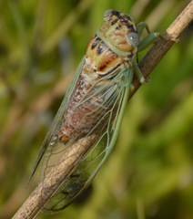 Diceroprocta delicata