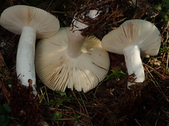 Russula velenovskyi