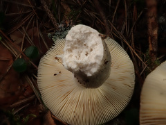 Russula velenovskyi