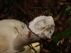 Russula velenovskyi