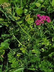 Achillea millefolium borealis