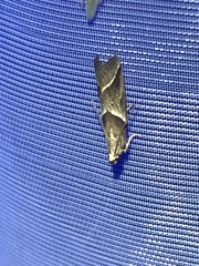 Nyctegretis lineana