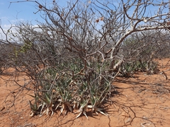 Aloe ruspoliana