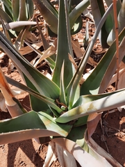Aloe ruspoliana