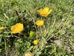 Ranunculus montanus