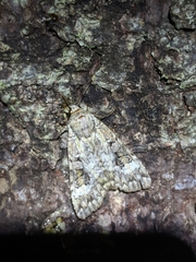 Anaplectoides