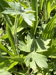 Ranunculus montanus