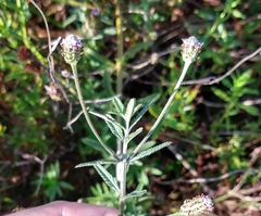 Lippia stoechadifolia
