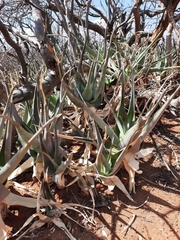 Aloe ruspoliana