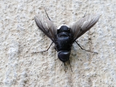 Anthrax aterrimus