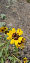 Helianthus exilis
