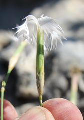Dianthus awaricus