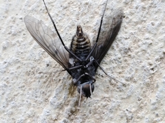 Anthrax aterrimus