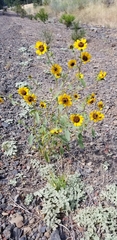 Helianthus exilis