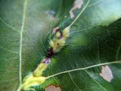 Callirhytis pigra