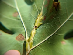Callirhytis pigra