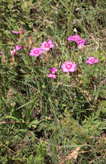 Dianthus caucaseus