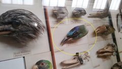 Momotus momota ignobilis