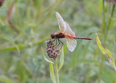 Sympetrum flaveolum