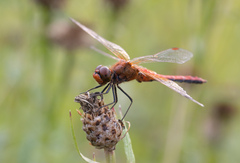 Sympetrum flaveolum
