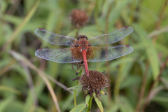 Sympetrum flaveolum