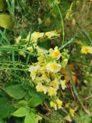 Linaria vulgaris