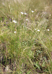 Dianthus fragrans